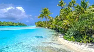 Up close views of one of the most photographed Palm Trees on One Foot Island, Aitutaki