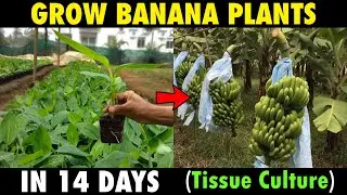 How To Grow Banana Plants In 14 Days (Tissue Culture Method)