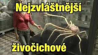 Top 10 Nejzvl&aacute;&scaron;tněj&scaron;&iacute; živočichov&eacute;