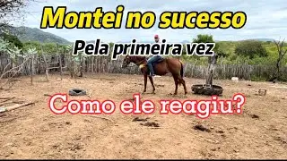 COMO O CAVALO REAGIU A PRIMEIRA MONTADA?