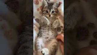 funny cats shorts #cat #cats  #animal #instaanimal  #kitten #kittens #animals #catloversclub #funny