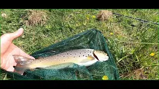 A good wild brown trout from the Hampshire Avon