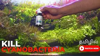 How To Treat Cyanobacteria in planted aquariums.  Tamil Best way to get rid of bluegreen algae