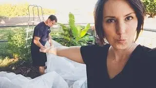 GROWING BANANAS IN THE DESERT?