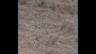 Coyote Hunting - The BEST DECOY DOGGIN video- Coyote Assassins Episode 31