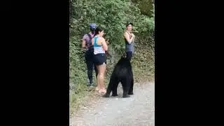 Ours noir attaque des dames #shorts #wildlife #viral #tiktok  #野生動物 #animals #ヒョウ #best #bear
