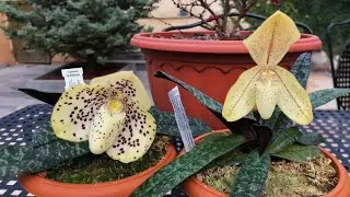 ЦВЕТЕНИЕ ПАФИОПЕДИЛУМОВ: Paph. wenshanese и paph. concolor var. striatum!
