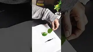 Butterfly 🦋 With Leaf 🌿 #painting #art #crafts #artshorts #artwork #diy  #butterfly #leafartwork