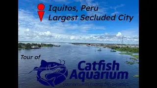 Amazonian Fish Store Tour - Iquitos, Peru - Catfish Aquarium