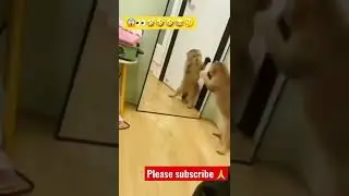 🤣 super angry / funniest cat 🐱 mirror prank 🤣#viral #animals #pets #youtubeshorts #shorts #short