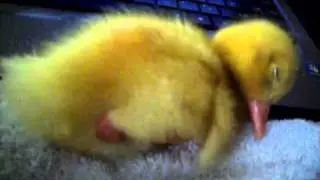 sleeping baby duck
