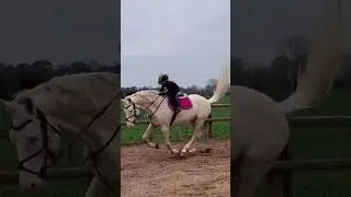 17hh stallion 1m30 I am 6 years old #equestrian #horseriding #horse #showjumping #pony #ride #rider