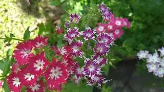Phlox/Chitinha