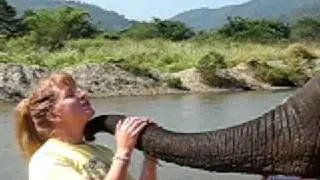 Aura the Kissing Elephant