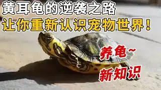 巴西龜算什麼？黃耳龜的逆襲之路，看完讓你重新認識寵物世界吧！