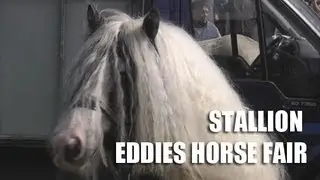 Seven Year Old Gypsy Cob Vanner Eddies Horse Fair Horden County Durham 2012