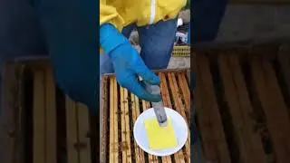 Trattamento acido formico, con spugnetta erogatrice. metodo veloce. apicoltura. api sane