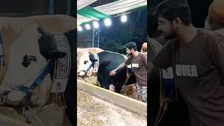 Is saal ki most famous cow -  RAMBO #shorts