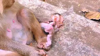 New life begins! Monkey Pinka gently cuddles her tiny newborn for the first time