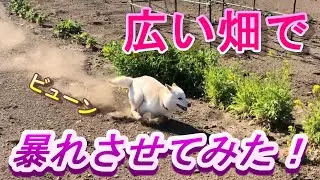 【柴犬】柴犬を庭の畑で全力で遊ばせてみた！