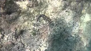 Bavosa HD 100_0005