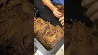 Cigar Factory Tour in Miami