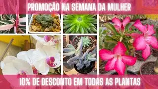 Promo&ccedil;&atilde;o na Semana da Mulher - Nossa Vida &eacute; sem Frescuras!