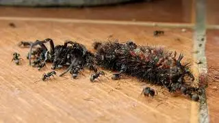 Ant Invasion | Need Removal | Folsom | Roseville | Sacramento 916 987 9559