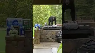 Когда медведь появляется на семейном воссоединении 😂😂