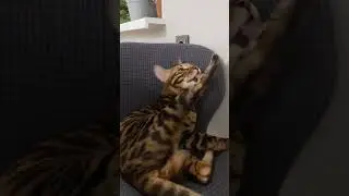 кот Лёва забавно моет свои лапки :)Respect #cat #love
