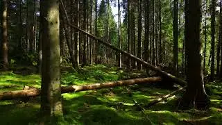 DJI Mavic Air 2 | Scolty Woodland