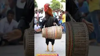 🐓💃 &ldquo;Desi Rooster Saree Dance & Dhol Show | Street Crowd Madness 🤯🔥&rdquo;|#shorts#viralvideo#murga#funny