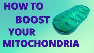 How to Optimize Your Mitochondria for Maximum Cellular Energy