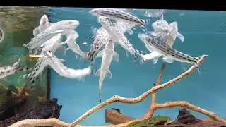 VERY RARE FISH ... Paradon caliensis at Pier Aquatics