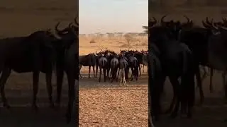 Buffalo Herd Shields Calf from Lion Attack #BuffaloDefense #WildlifeProtection #NatureDrama