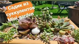 Mini garden. Садик из суккулентов.  Композиция из суккулентов.