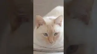 what a face! #flamepointsiamese #purrfectlyadorable #gardenpaws