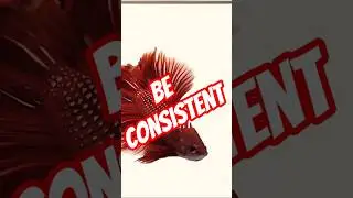 Betta Fish LOVE Routines😍