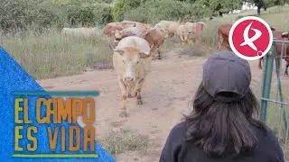 Último tramo para cambiar de finca a las vacas | El campo es vida