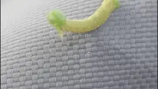 My little Green pet/ worm/ moth/butterfly 🦋 