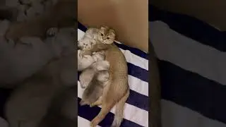 The cat's mom always talking .