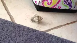 Hermit crab