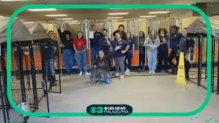 More than 300 cats and dogs adopted at Philadelphia animal shelter since last week