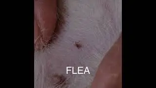 Auckland Pest Control Service - Cheers Cleaning