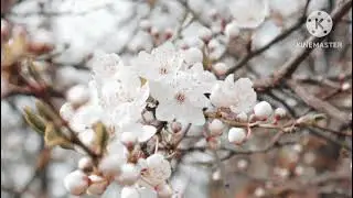 Beautiful Environment Music- Happiness & Love
