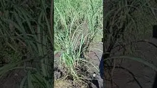 after mag spray nagdamo sa tubo...