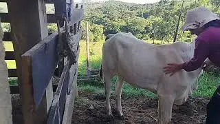 Na Hora da Ordenha Tudo Acontece… Até Massagem na Vaca 🤭🐄