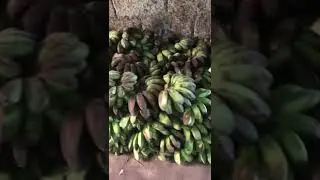 HUGE OF BANANA 🍌 #huge #banana #harvest