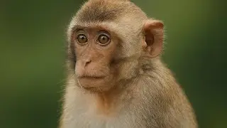 Formosan Macaque in the Forest | Curious Monkey Behavior