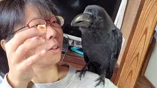 ママに甘えてハンバーガーをおねだりしてまったり